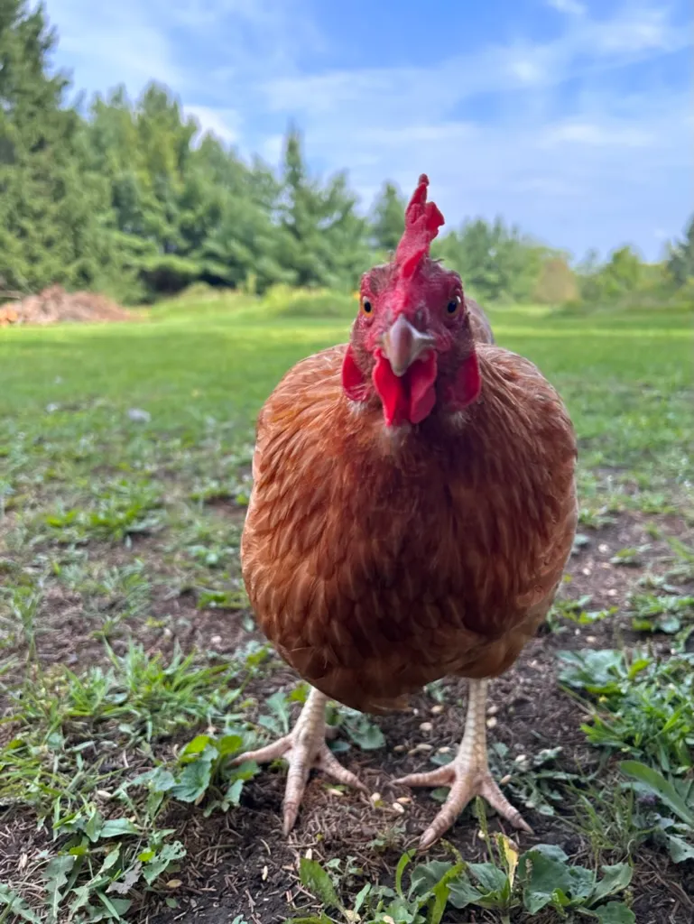 Maggie